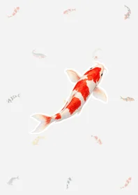 水彩錦鯉 着せかえ｜グレーのメイン画像