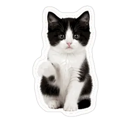 ハチワレ猫★動く 文字なしのメイン画像