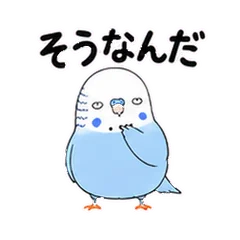 キモかわいいセキセイインコ 青のメイン画像