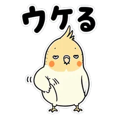 キモかわいいオカメインコ ルチノーのメイン画像