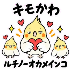 キモかわいい★オカメインコルチノー40のメイン画像