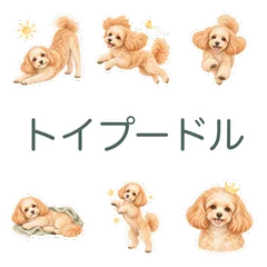 トイプードルのあいさつと気づかいのメイン画像