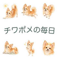 ふんわり水彩のチワポメと毎日のあいさつのメイン画像