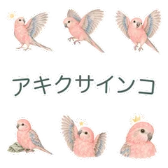 アキクサインコのやさしいねぎらいのメイン画像