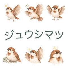 ジュウシマツのちいさな気づかいのメイン画像