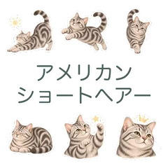 アメショの気軽な返事と待ち合わせのメイン画像