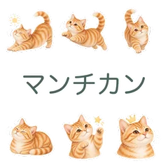 マンチカンのちょこっと連絡のメイン画像
