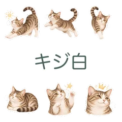 キジ白猫と交わすおはようとおかえりのメイン画像