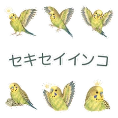 セキセイインコの明るいごあいさつのメイン画像