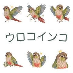 ウロコインコの表情で伝える応援のメイン画像