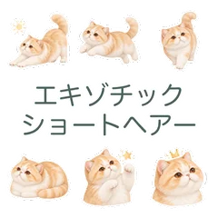 まんまる猫のほっとする返事のメイン画像