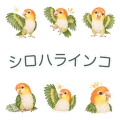 シロハラインコの陽気なあいさつのメイン画像