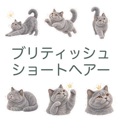 まるい猫の落ち着いた気づかいのメイン画像