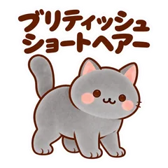 毎日使えるブリティッシュショートヘアーのメイン画像